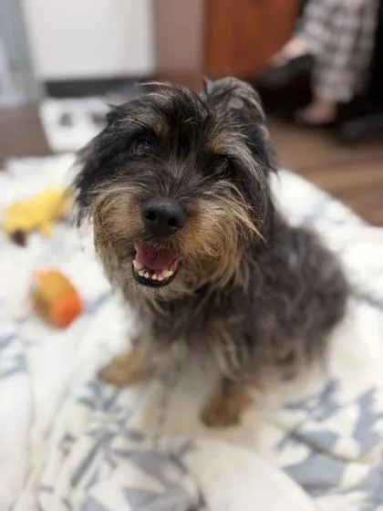 An adult small-sized male Gray / Blue / Silver Schnauzer dog named Clancy for adoption in Sacramento, CA