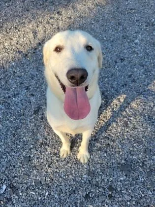 An adult medium-sized male Labrador Retriever dog named Tucker for adoption in Lock Haven, PA