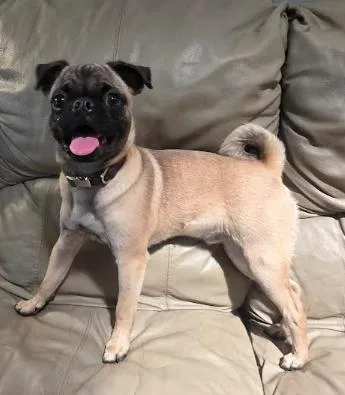 A young small-sized male Brown / Chocolate Pug dog named Rocko for adoption in Manvel, TX