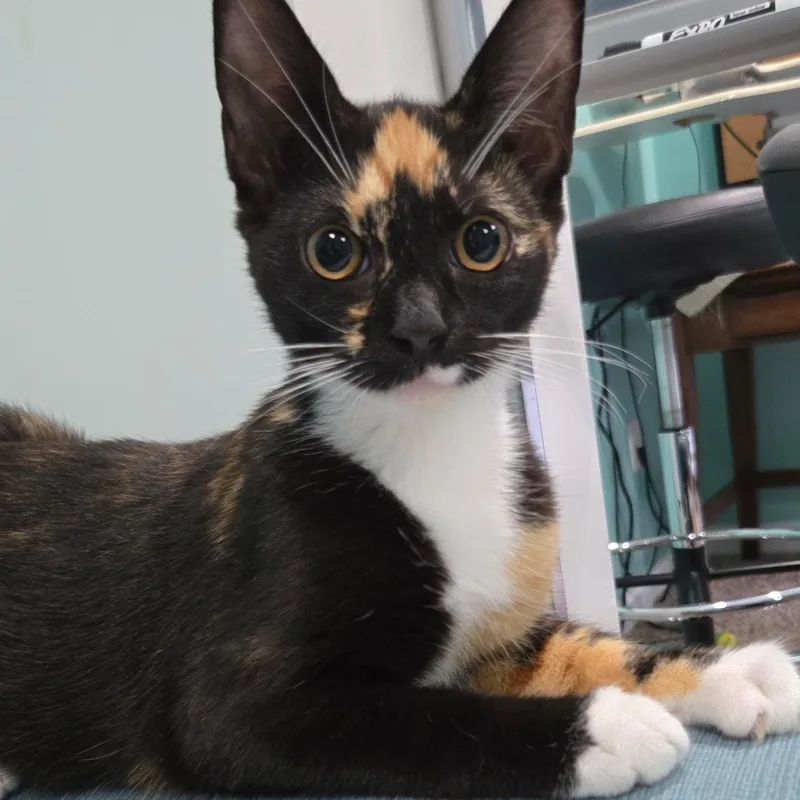 A baby small-sized female Calico Domestic Short Hair cat named Lotus Flower for adoption in Richmond, VA