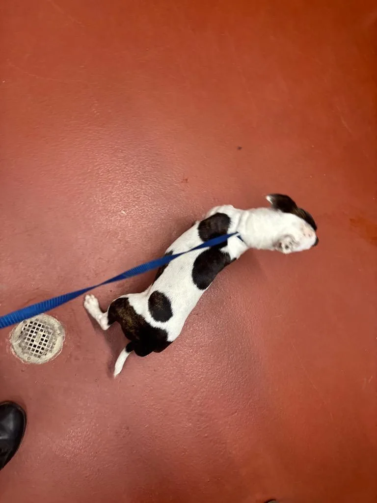Petey
