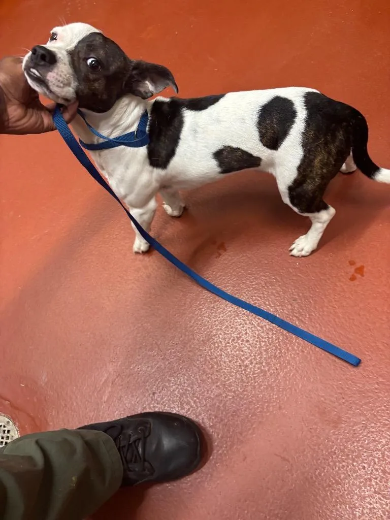 Petey thumbnail 3