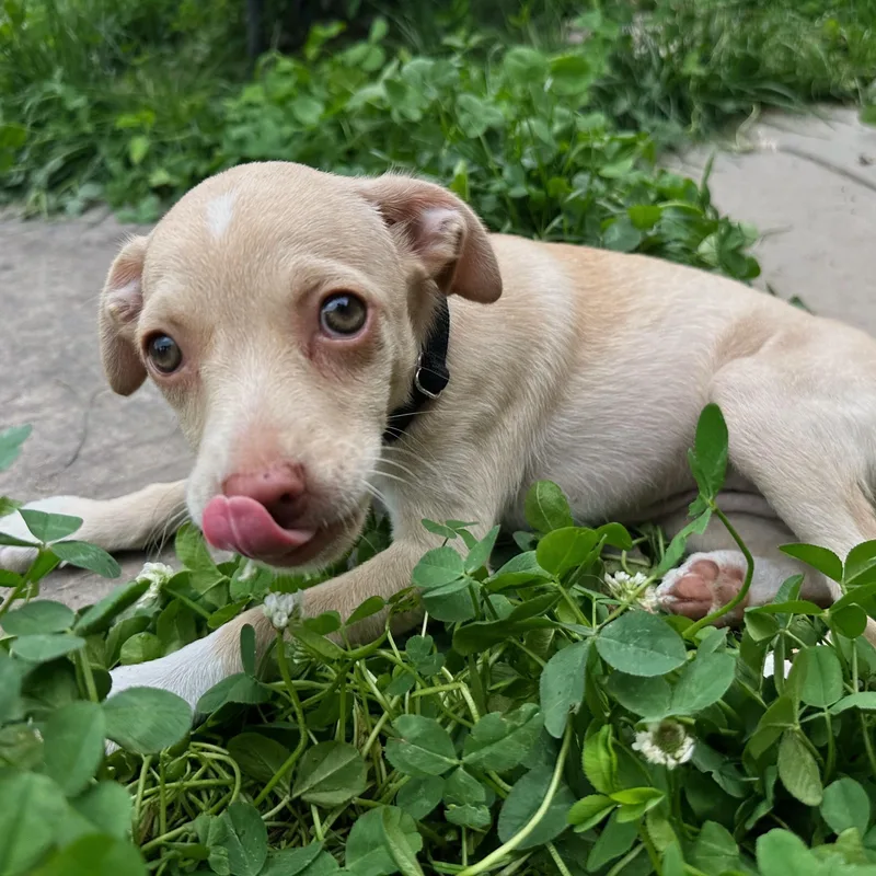 A baby medium-sized female Yellow / Tan / Blond / Fawn Mixed Breed dog named Sakura for adoption in Baldwin, MD