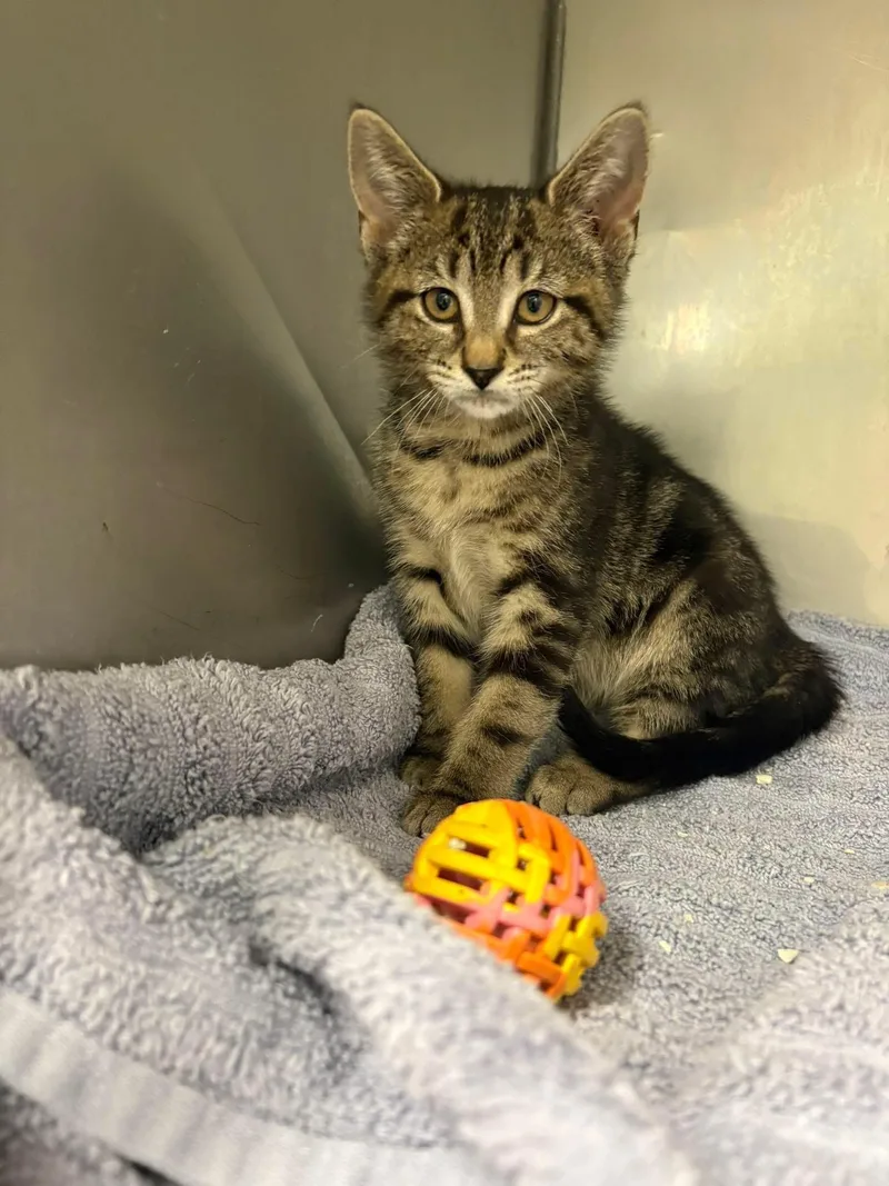 A baby medium-sized female Tabby (Brown / Chocolate) Domestic Short Hair cat named 52 for adoption in Vernon, NJ
