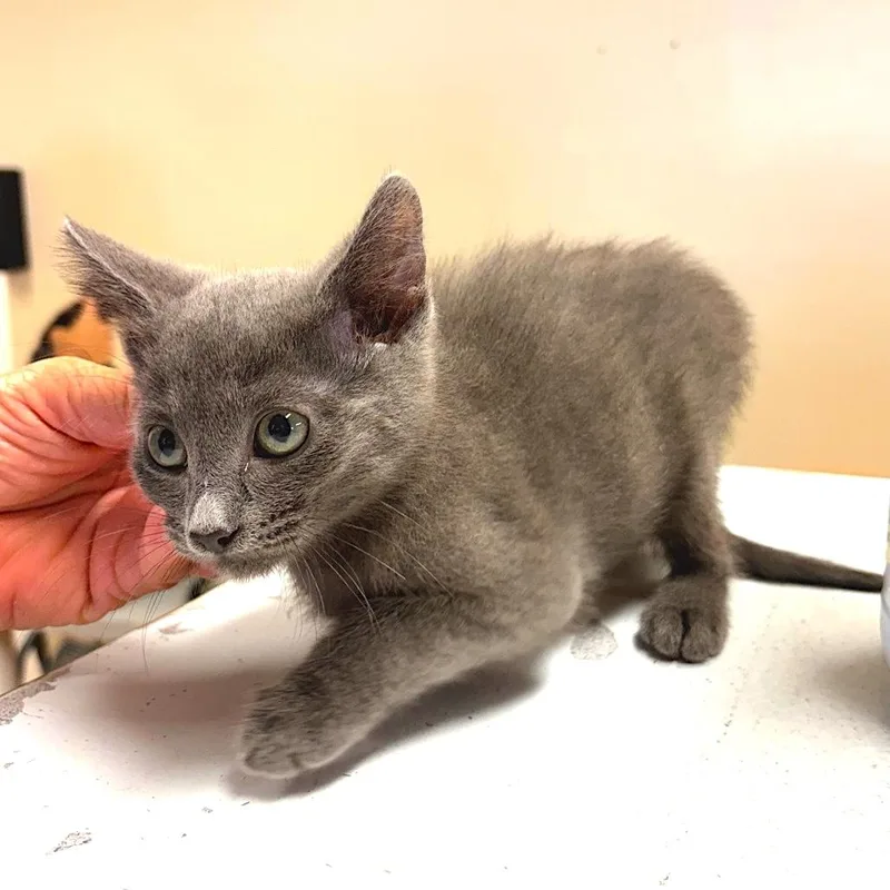 A baby medium-sized male Gray & White Domestic Short Hair cat named Tofu for adoption in Joshua Tree, CA