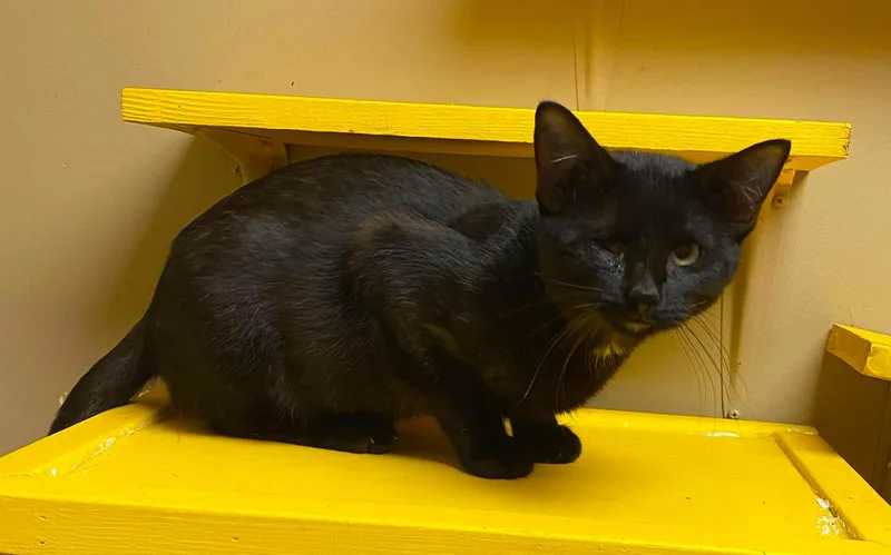 A young medium-sized male Black Domestic Short Hair cat named Hermes for adoption in Maryville, MO