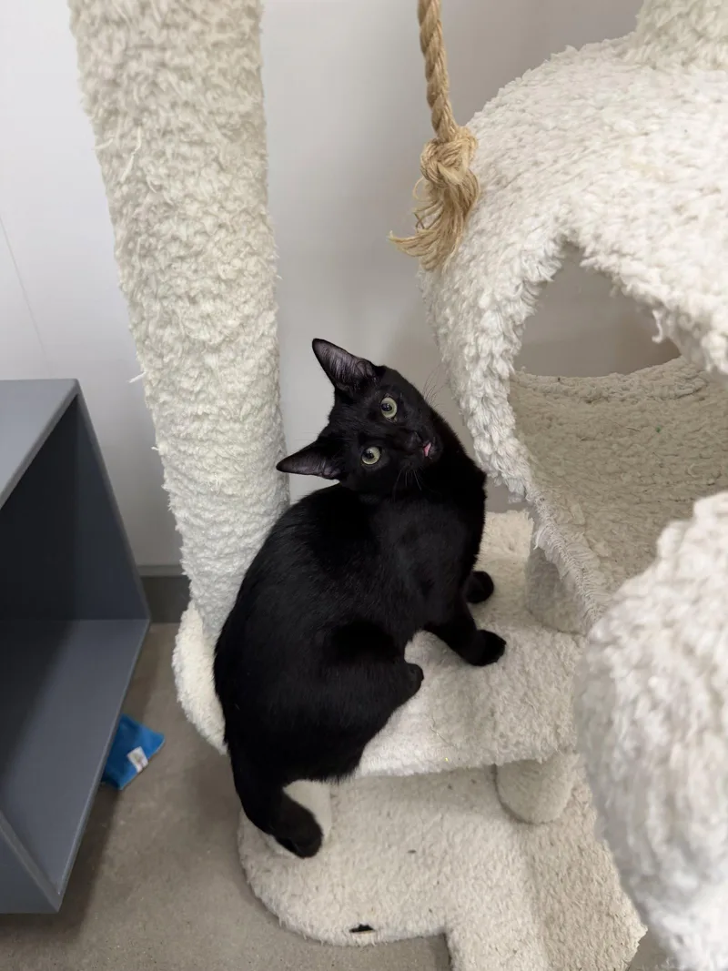A baby medium-sized male Black Domestic Short Hair cat named Milton Dub for adoption in Rosenberg, TX