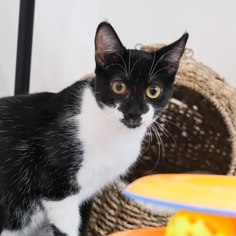 A young medium-sized female Black & White / Tuxedo Domestic Short Hair cat named Sissy for adoption in Newport Beach, CA