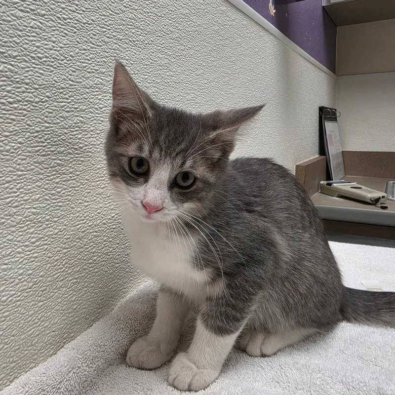 A baby small-sized male Gray / Blue / Silver Domestic Short Hair cat named Sir BarksaLot for adoption in Albuquerque, NM