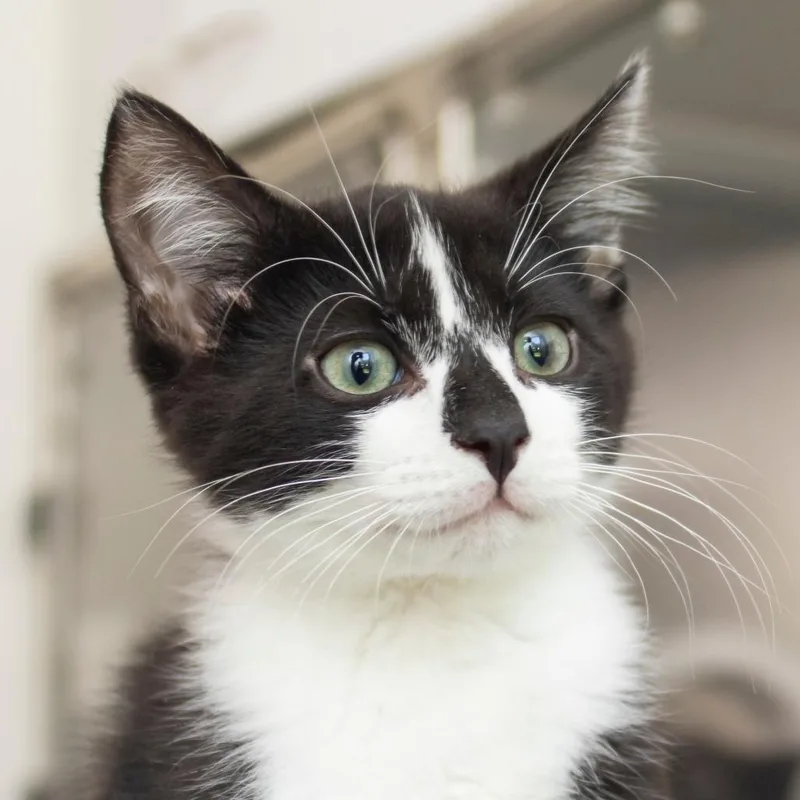 A baby small-sized male Black Domestic Short Hair cat named Floatie for adoption in Middletown, RI