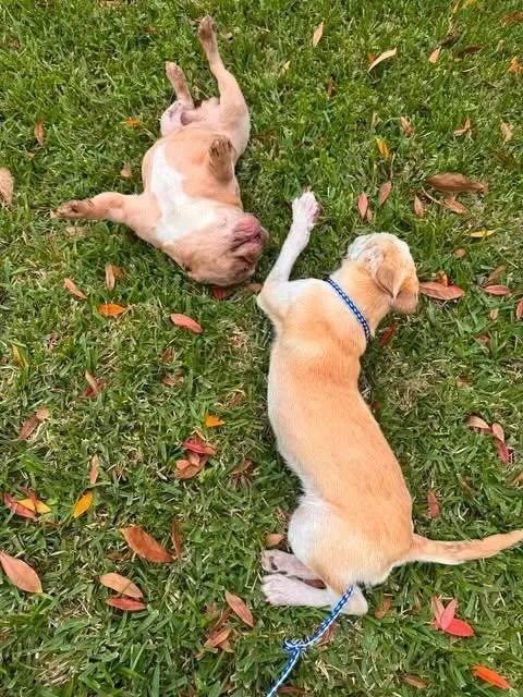 An adult small-sized male French Bulldog dog named Pinto Bean for adoption in Sugar Land, TX