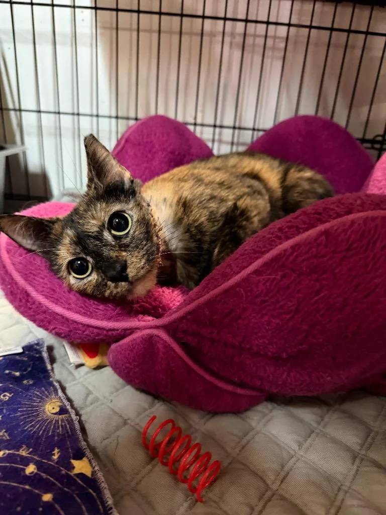A young medium-sized female Domestic Short Hair cat named Karma for adoption in Lancaster, PA