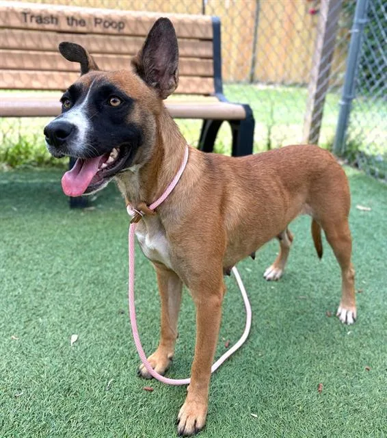 An adult large-sized female Mixed Breed dog named Kenzie for adoption in Columbia, SC
