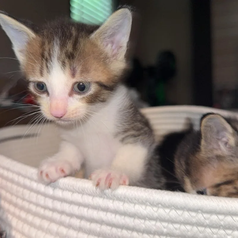 A young medium-sized female Torbie American Shorthair cat named Angela for adoption in Houston, TX