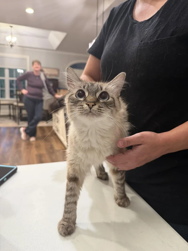 A young medium-sized female Balinese cat named Chow Mein for adoption in Camden, SC