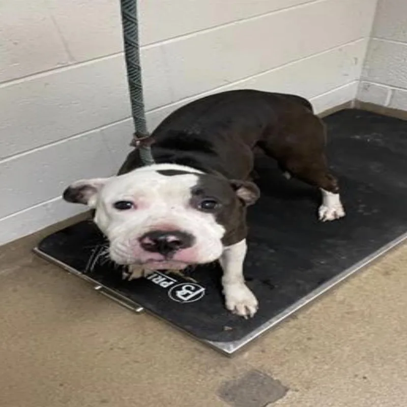 An adult large-sized female Black Pit Bull Terrier dog named Devyn for adoption in East Saint Louis, IL