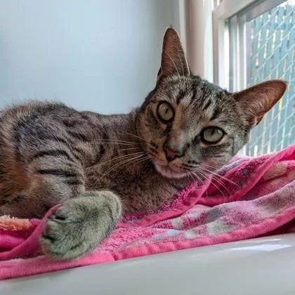 A young medium-sized male Domestic Short Hair cat named Cheddar for adoption in Bridgewater, NJ