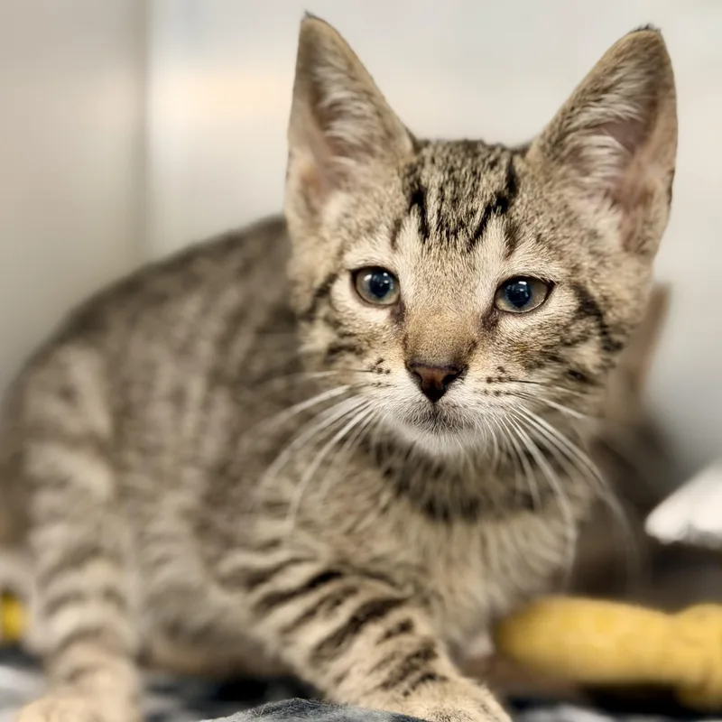 A baby medium-sized male Tabby (Brown / Chocolate) Domestic Short Hair cat named Hobbes for adoption in Jackson, NJ