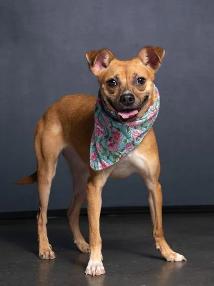 A young small-sized female Chihuahua dog named Hazel Honey for adoption in Atlanta, GA