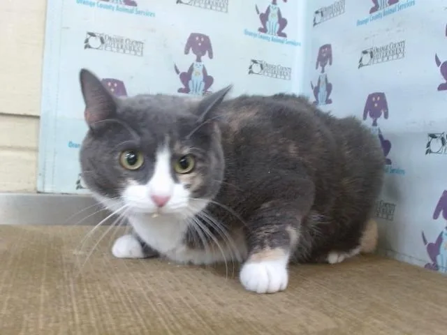 A young small-sized female Domestic Short Hair cat named Luna for adoption in Orlando, FL
