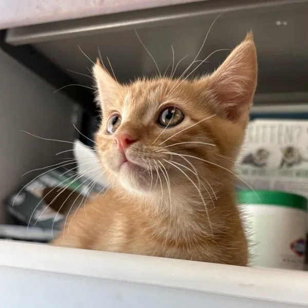 A baby small-sized male Domestic Short Hair cat named Cheeto for adoption in Salt Lake City, UT