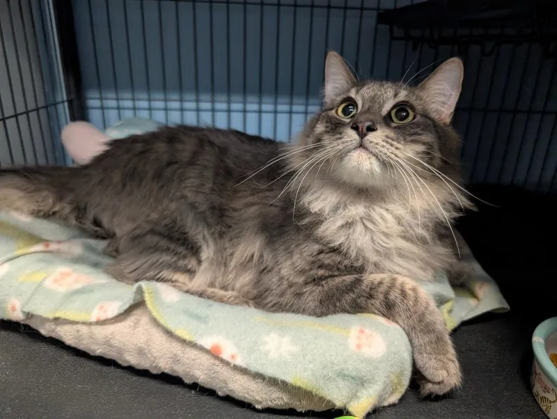A young medium-sized male Domestic Medium Hair cat named Shadow for adoption in Magnolia, TX