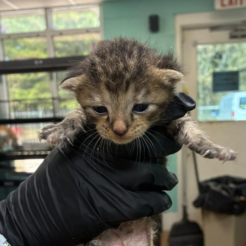 A baby small-sized female Domestic Short Hair cat named Wednesday for adoption in Gadsden, AL