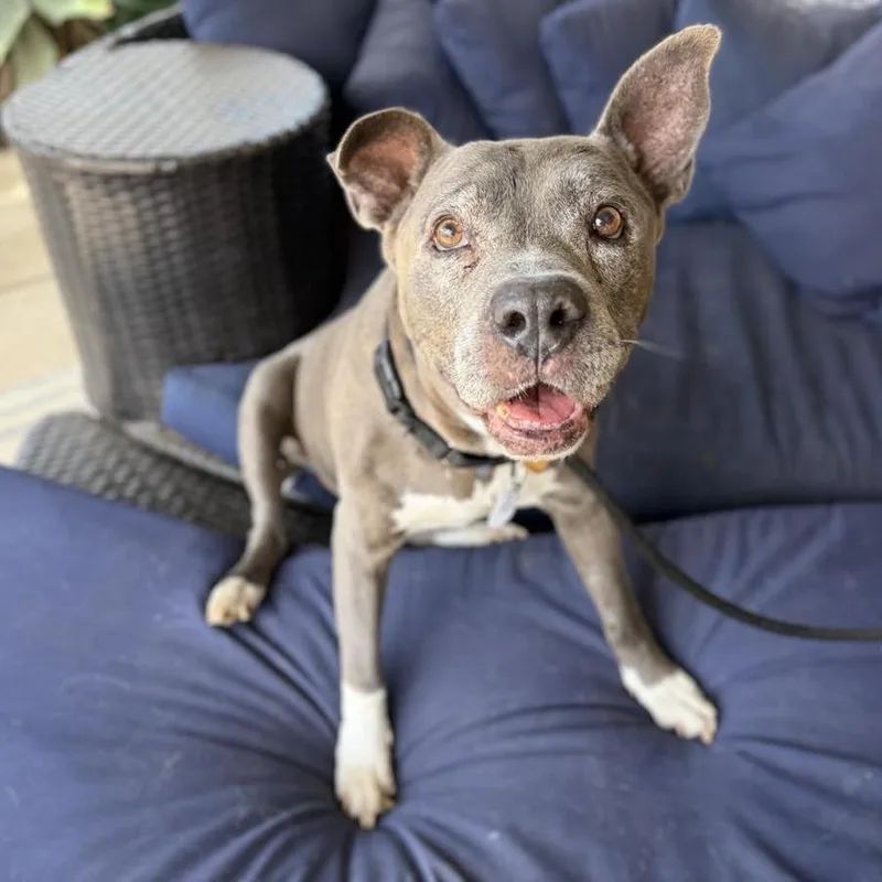 A senior large-sized male Gray / Blue / Silver Pit Bull Terrier dog named Tucker Toucan for adoption in Ramona, CA