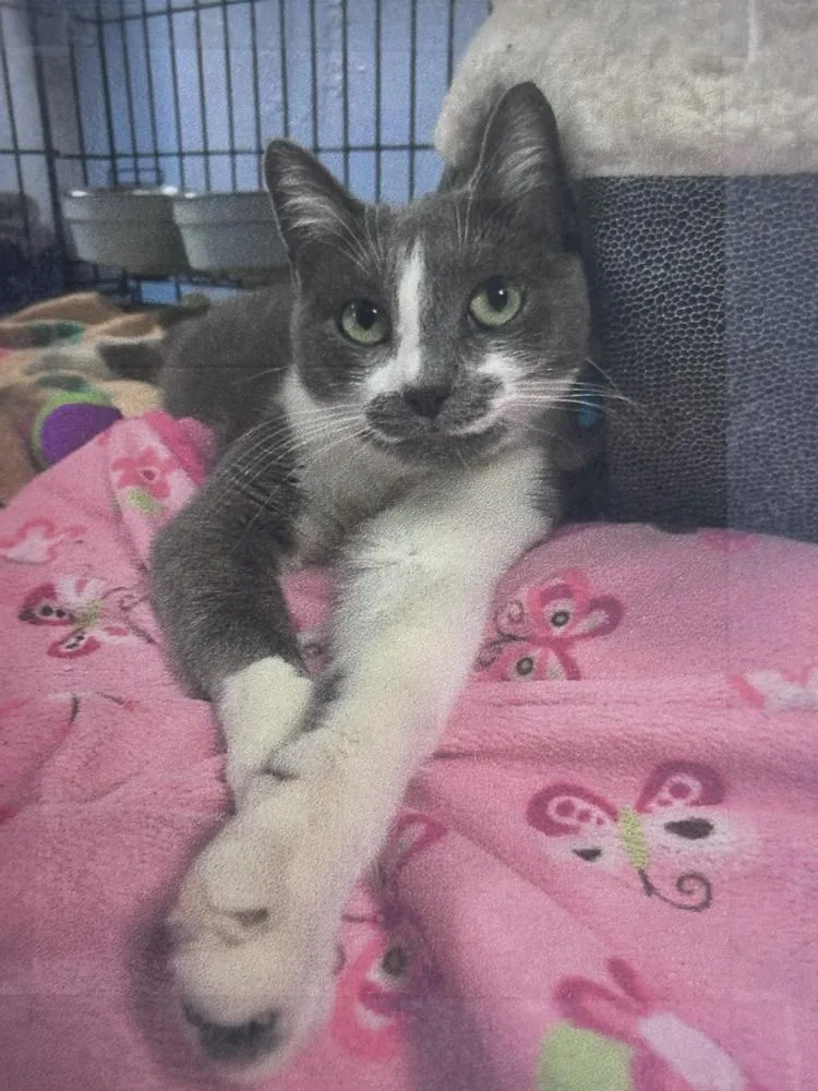 A young small-sized female Gray & White Domestic Short Hair cat named Billie Freeport for adoption in Westbury, NY