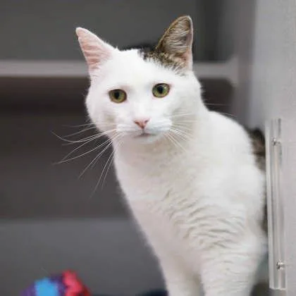 A senior small-sized male White Domestic Short Hair cat named Herman for adoption in Atlanta, GA