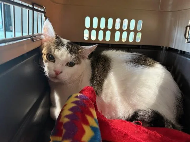 A young small-sized male Domestic Short Hair cat named Journey for adoption in Garland, TX