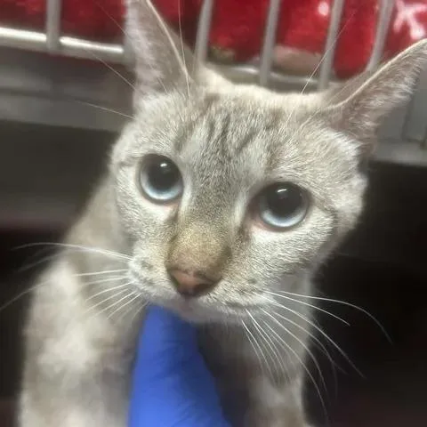 An adult large-sized female White Siamese cat named Moon Beam for adoption in Beaumont, TX