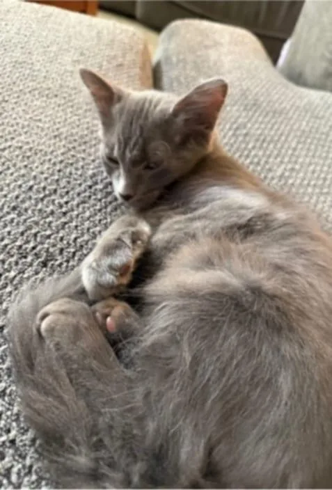 Joey The Purrfect Blend thumbnail 2