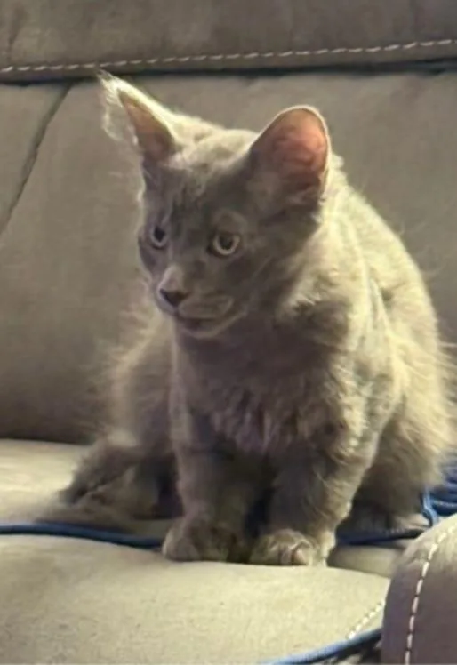 Joey The Purrfect Blend thumbnail 3