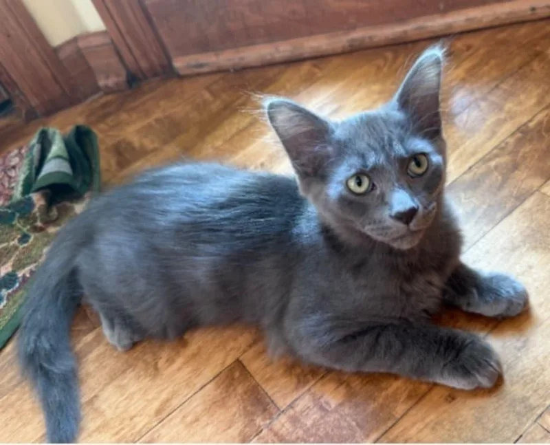 Joey The Purrfect Blend thumbnail 5