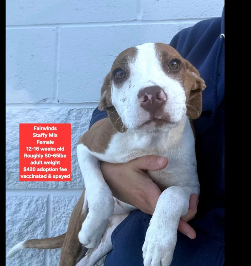 A baby medium-sized female Staffordshire Bull Terrier dog named Fairwinds for adoption in Oviedo, FL