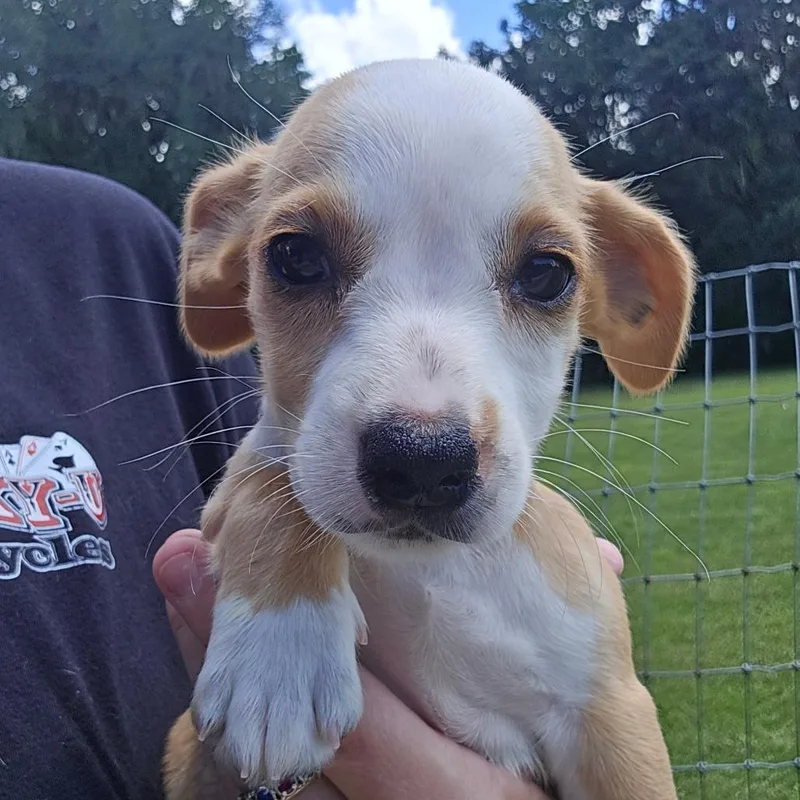 A baby small-sized male Yellow / Tan / Blond / Fawn Mixed Breed dog named Beef for adoption in Williston, FL