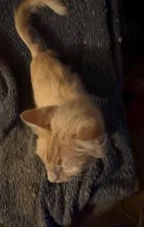 Leonardo thumbnail 2