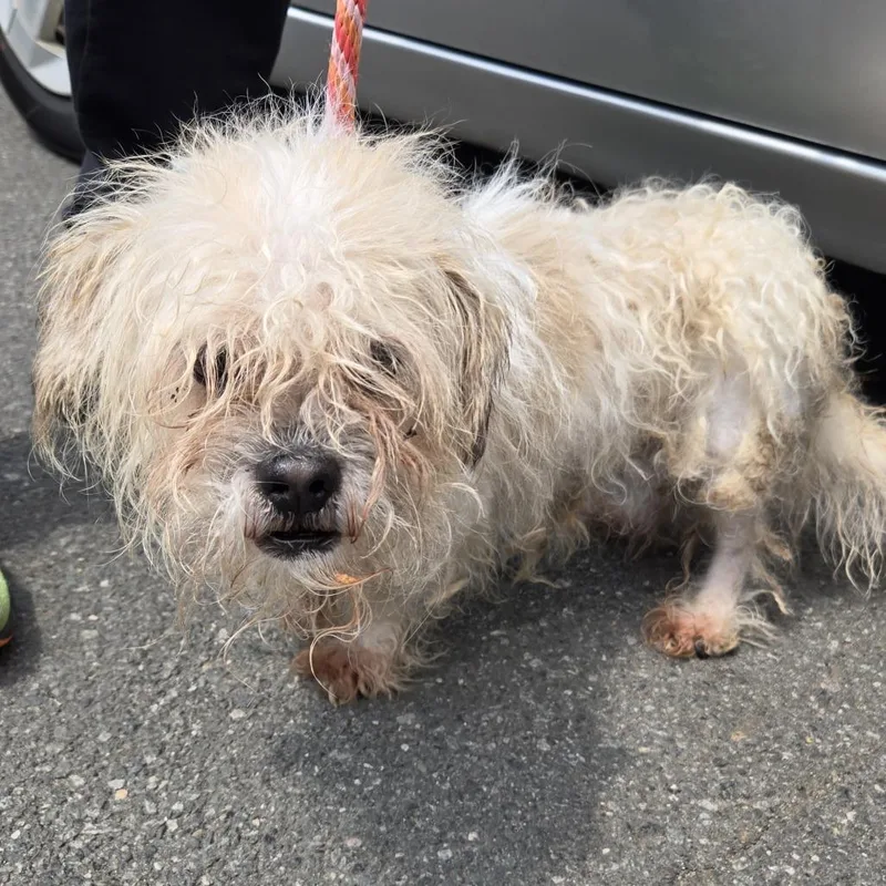 A baby small-sized female White / Cream Mixed Breed dog named Jasmine for adoption in Newark, NJ