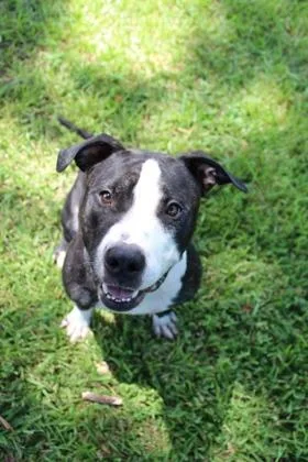 An adult medium-sized male Pit Bull Terrier dog named Toby for adoption in Port Allen, LA