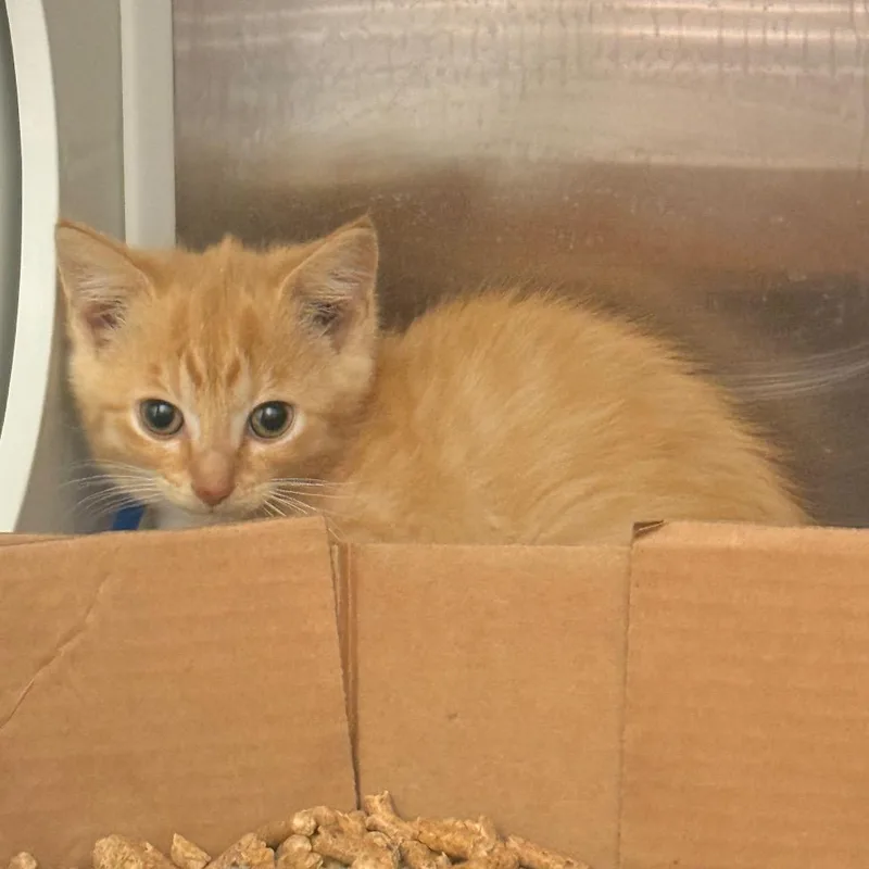 A baby small-sized male Orange / Red Domestic Short Hair cat named Rold Gold for adoption in Chattanooga, TN