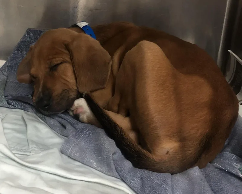 A baby medium-sized male Brown / Chocolate Hound dog named Stanley for adoption in Parma, OH