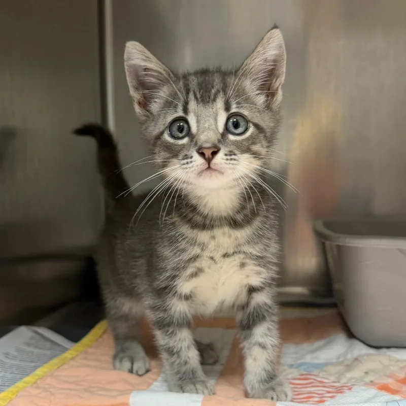A baby small-sized male Gray / Blue / Silver Domestic Short Hair cat named Cherokee for adoption in Bryan, TX