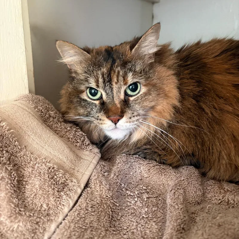A senior small-sized female Calico Domestic Long Hair cat named Kiki for adoption in Lynchburg, VA