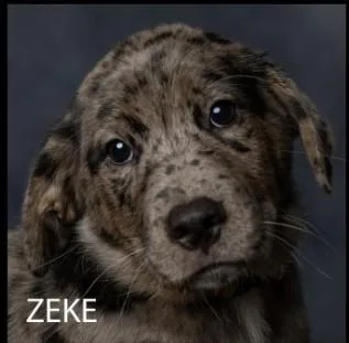 Zeke thumbnail 2