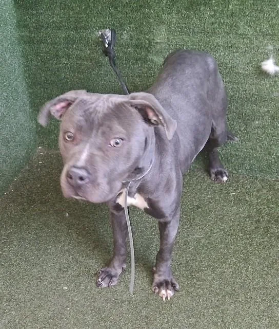 A young medium-sized female Pit Bull Terrier dog named Bluey for adoption in Castaic, CA