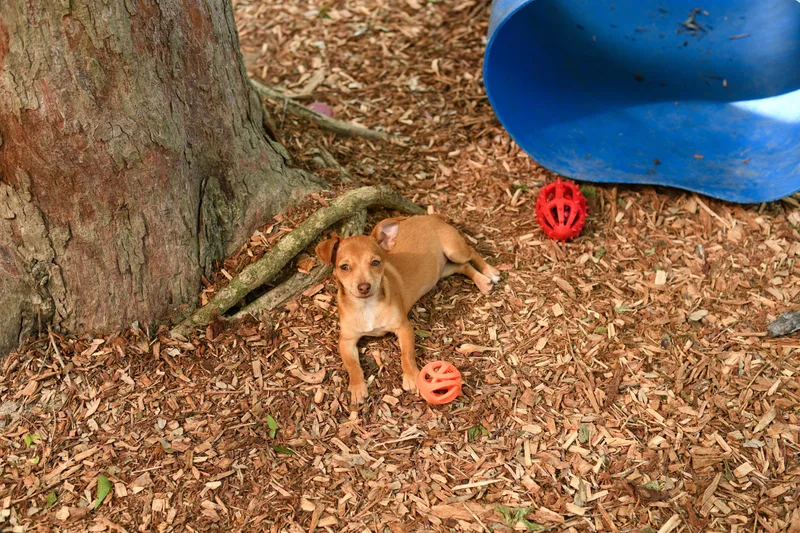 A baby small-sized female Mixed Breed dog named Tia for adoption in BONIFAY, FL