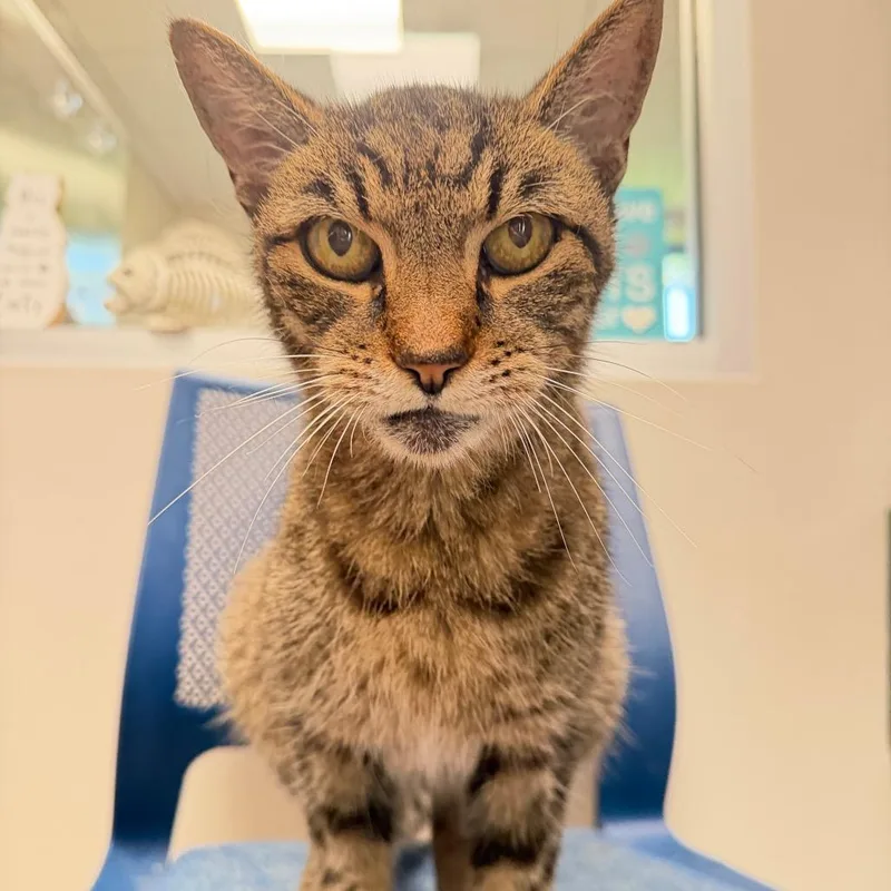 A young medium-sized male Brown / Chocolate Domestic Short Hair cat named Herbert for adoption in Englewood, FL