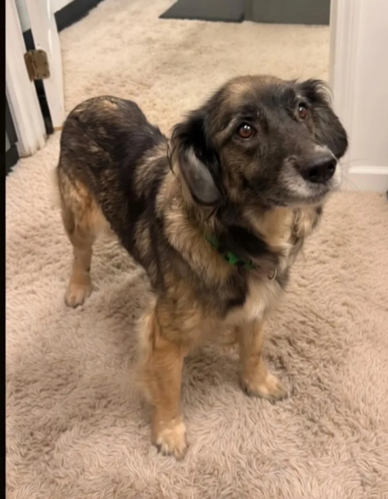 An adult medium-sized female Mixed Breed dog named Clara for adoption in Dandridge, TN