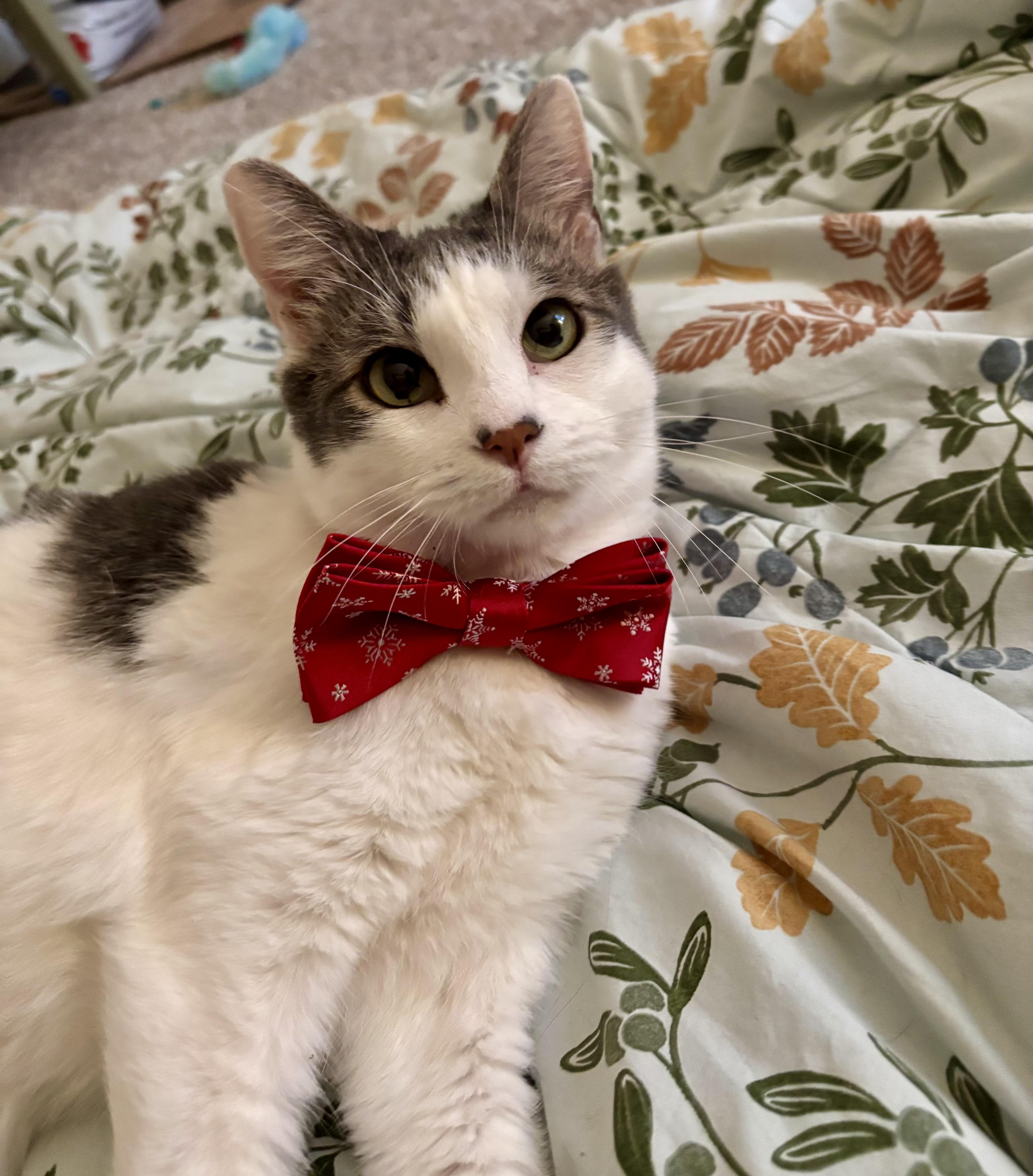 An adult medium-sized male Gray & White Domestic Short Hair cat named Simon for adoption in Gilroy, CA